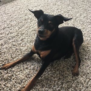 Meet your Posher, Amber